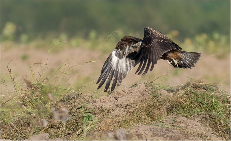 птицы, природа, milvus migrans, коршун чёрный, молодой, лето, август, 2015 Отрывphoto preview