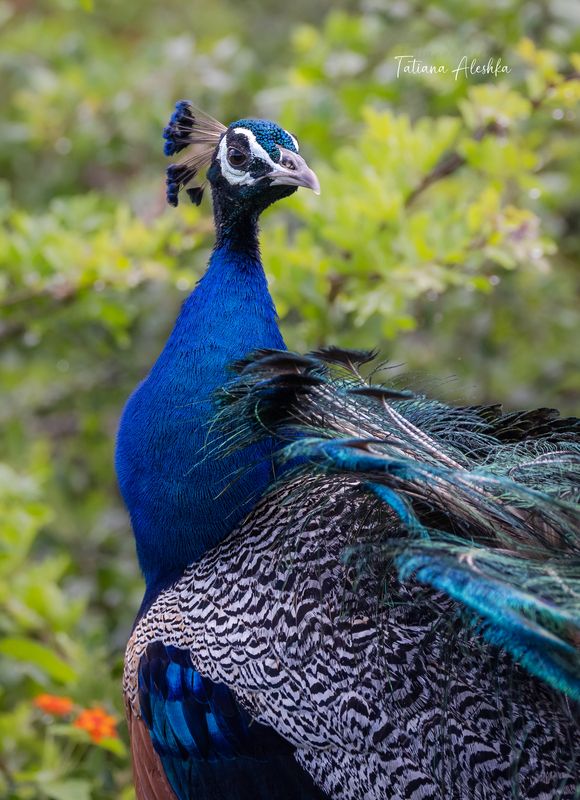 Павлин обыкновенный (Peafowl)photo preview