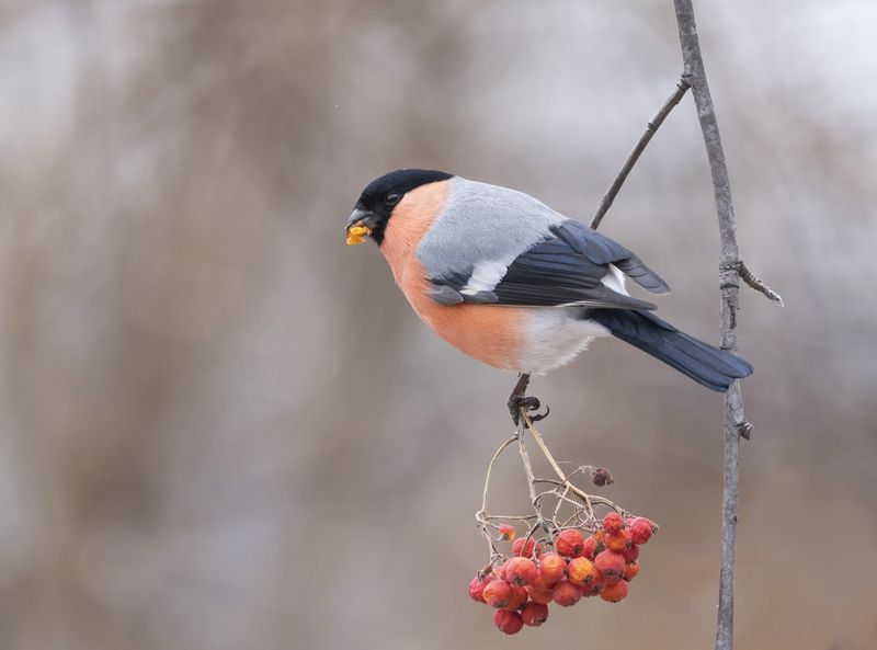 птицы,природа, зима Снегирьphoto preview