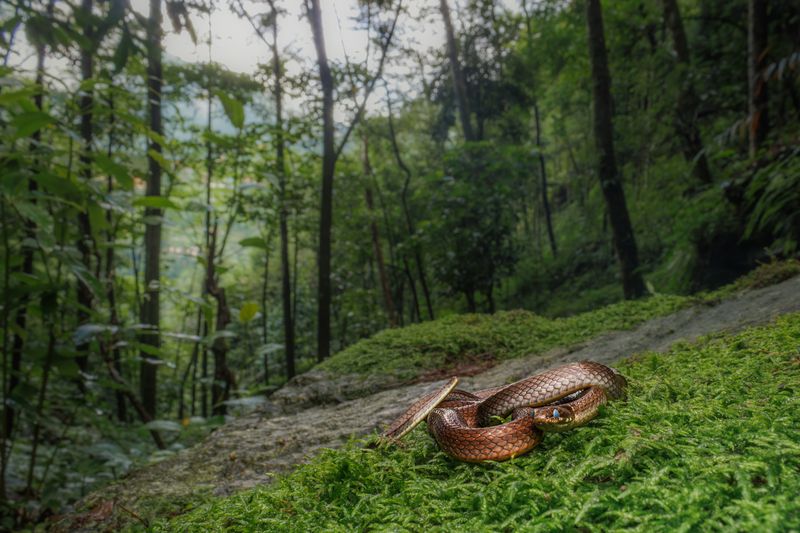 Nature\'s Renewalphoto preview