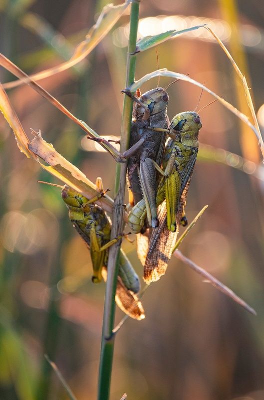 саранча Пробуждение саранчиphoto preview