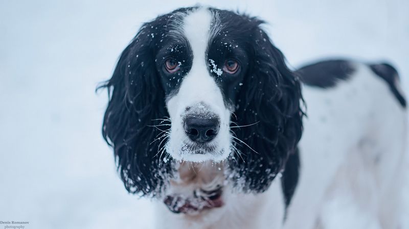 собака, спаниель, dog ,winter ,spaniel Зимний взгляд преданного другаphoto preview