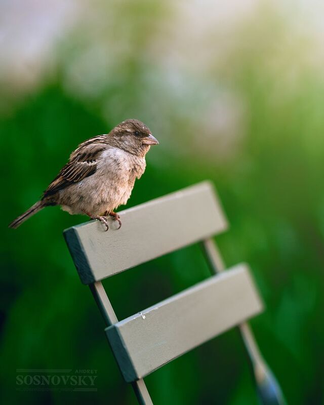 Воробьишкаphoto preview