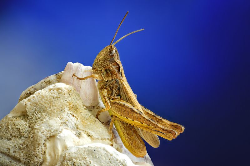 Кобылкаphoto preview