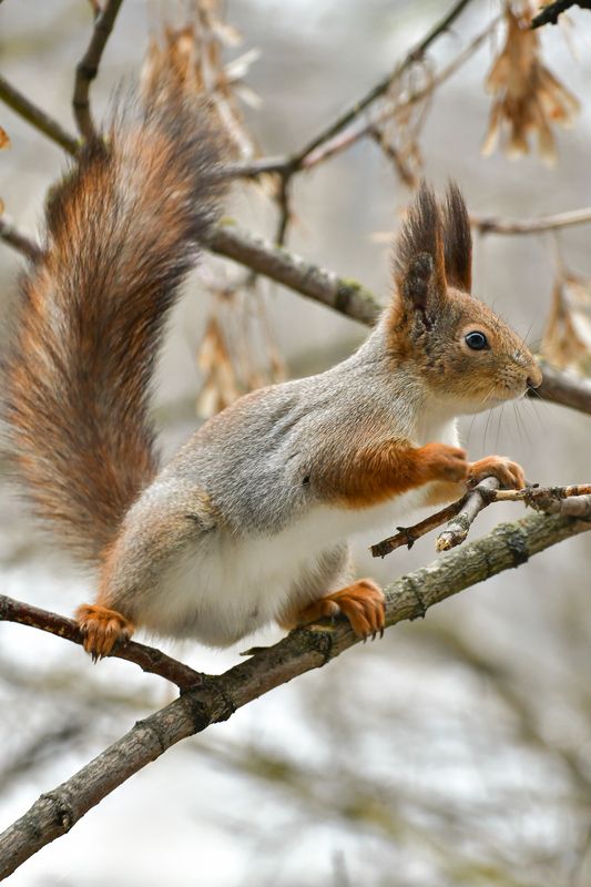 Белочка)photo preview