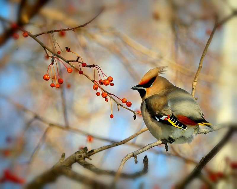 прилетели свиристелиphoto preview