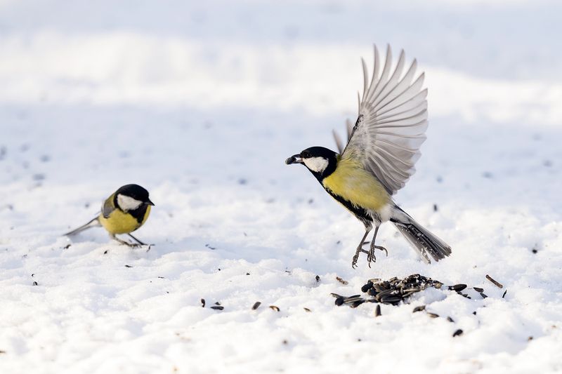 Вылазка на синиц фото превью