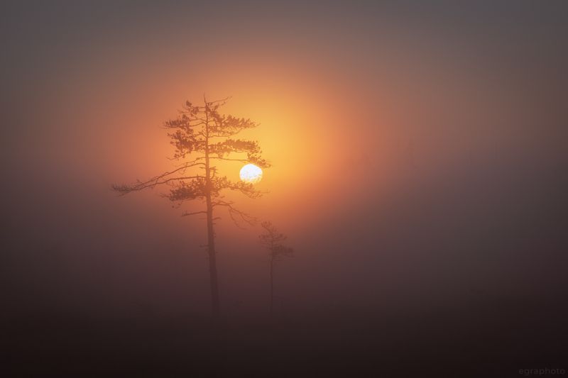 ленинградская область, россия, болото, туман Встречаниеphoto preview