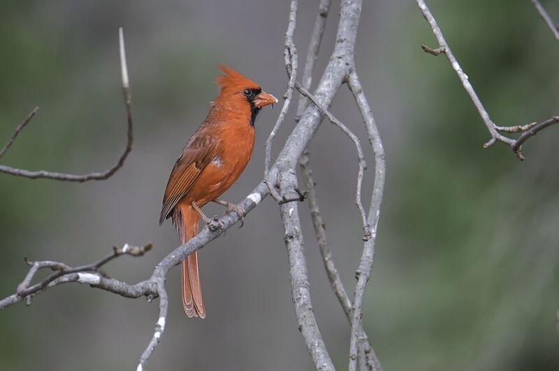 Male Northern Cardinal....Сидящий, самец северного кардиналаphoto preview
