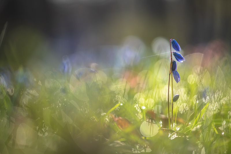 пролеска, первоцвет, апрель, весна, свет, цвет, россия, воронеж, геннадий мещеряков, nikon d 850, carl zeiss makro-planar t* 100mm f/2 zf.2 Утро с пролеской...photo preview