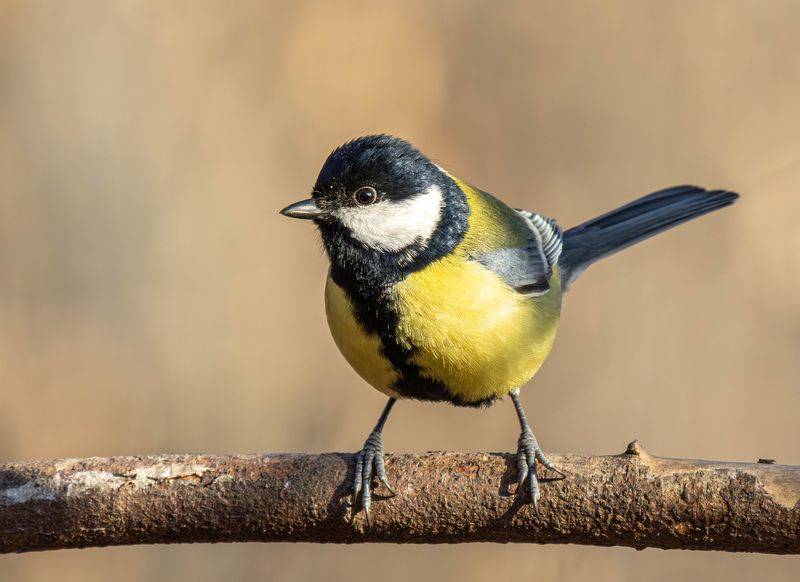 Большая синица фото превью