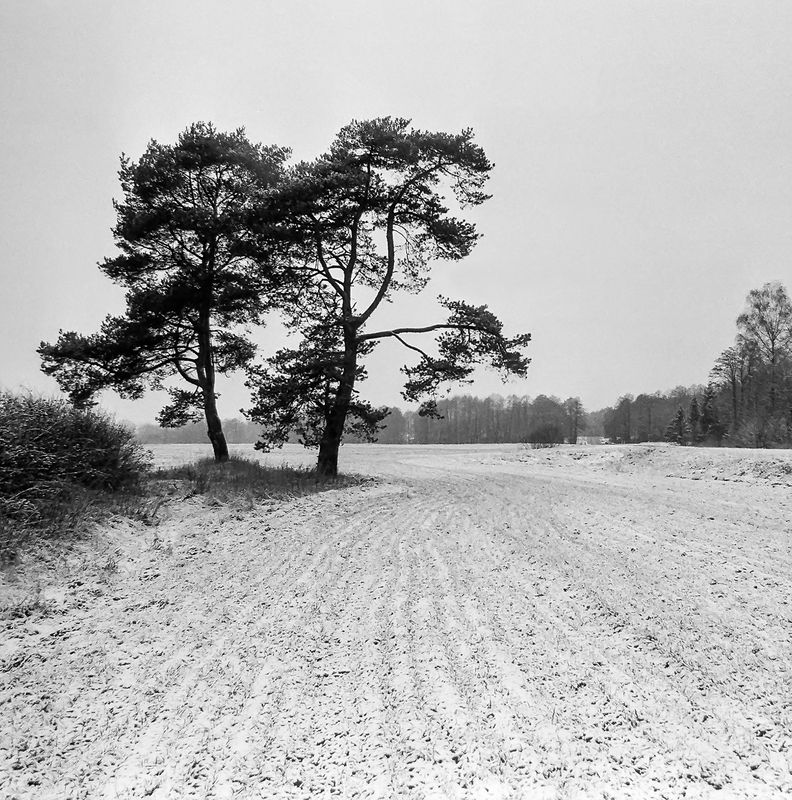 пейзаж, зима, пленка, ч/б С первым снегом фото превью