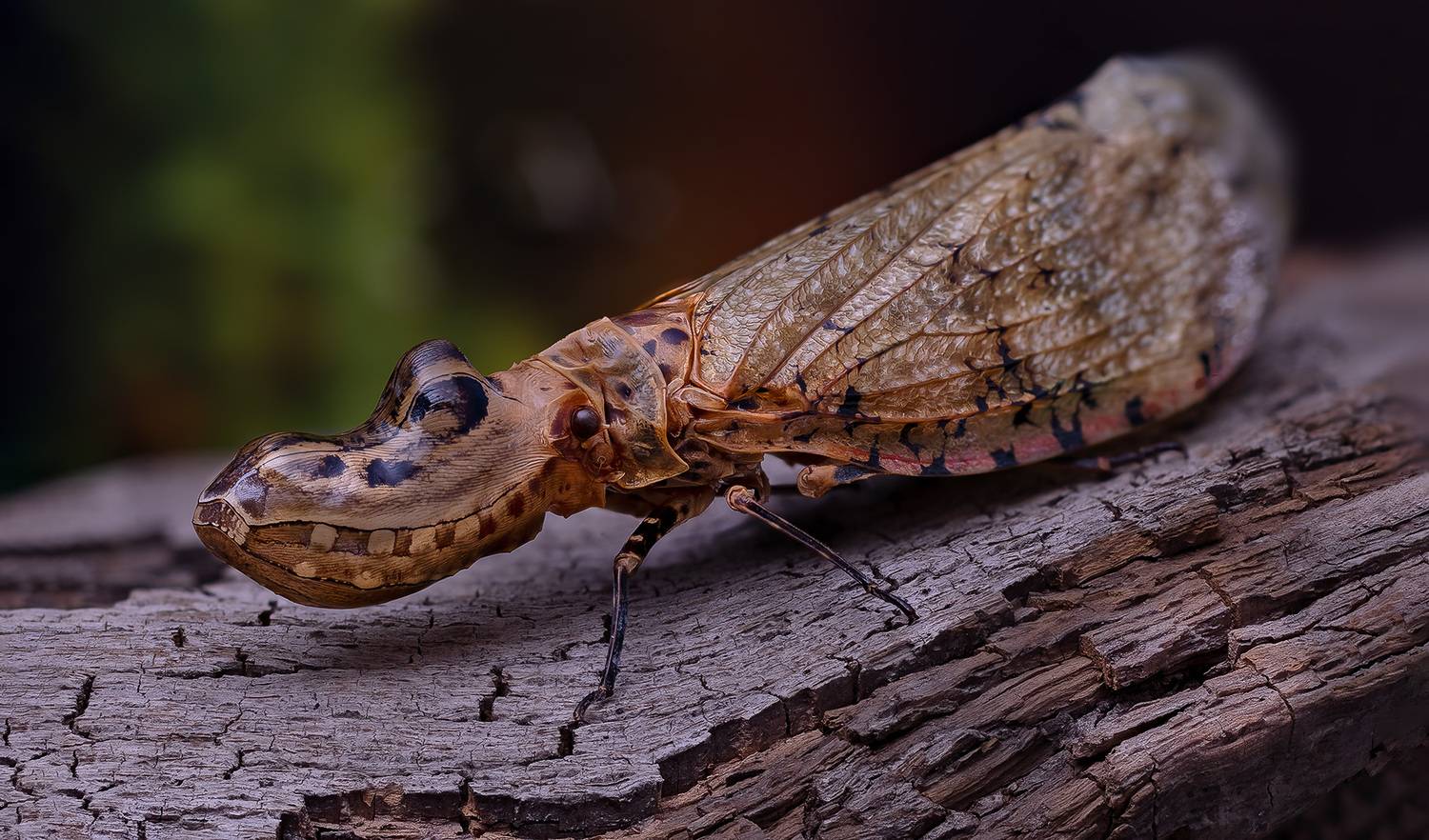 Фонарница. Автор: Eugenijus Kavaliauskas hemiptera, fulgora laternaria, суринамская фонарница, Eugenijus Kavaliauskas