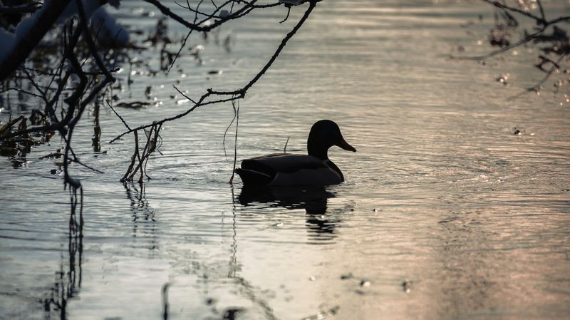 птицы, вечер, золотой час, соболево, утки, в тени Вечерняя уткаphoto preview