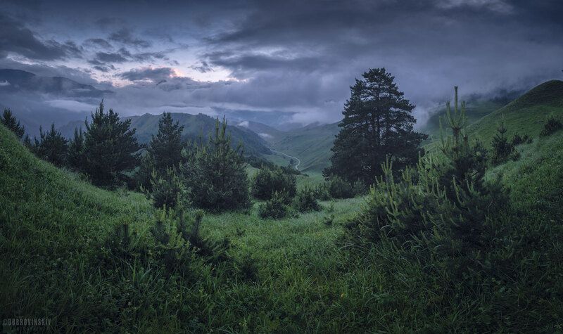 ингушетия, эрзи, сосны, тучи, кавказ Эрзиphoto preview