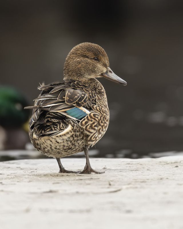 чирок-свистунок, утка, птицы, чирок, свистунок Чирок-свистунокphoto preview