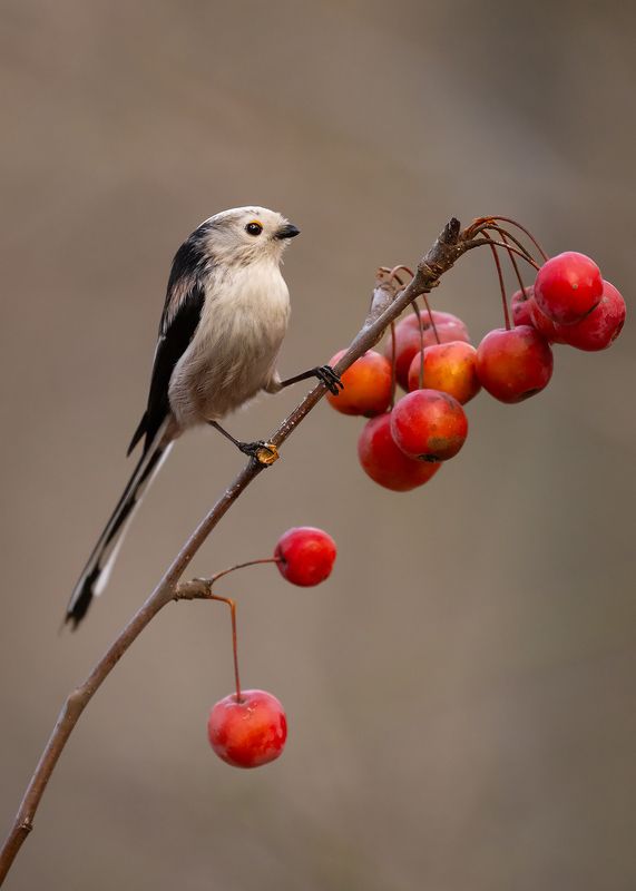 Long-tailed Tiphoto preview