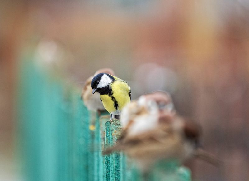 птицы, воробьи, синица Затесалась фото превью