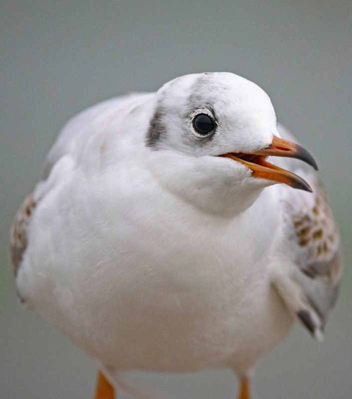 чайка птицы Портрет чайкиphoto preview