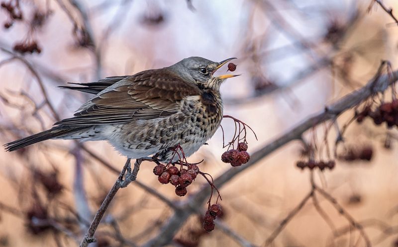 птица, дрозд рябинник, обед, Дрозд рябинник. (4 ФОТО) фото превью