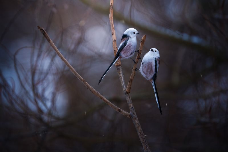 природа, лес, поля, огороды, животные, птицы, макро Сплетницы-подружкиphoto preview