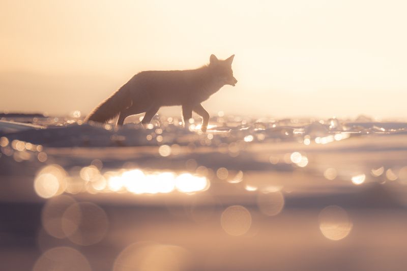 Байкальский лисphoto preview