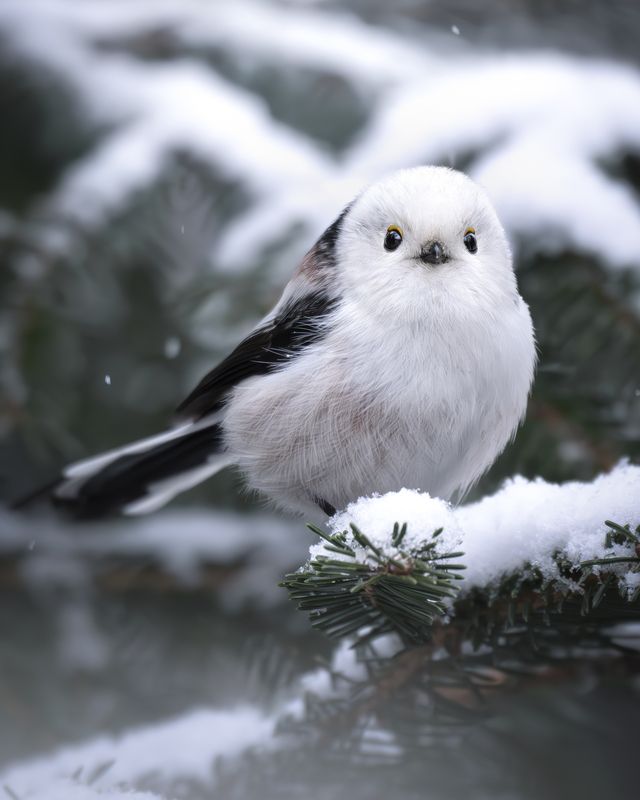 Длиннохвостая синица (Aegithalos caudatus) photo preview