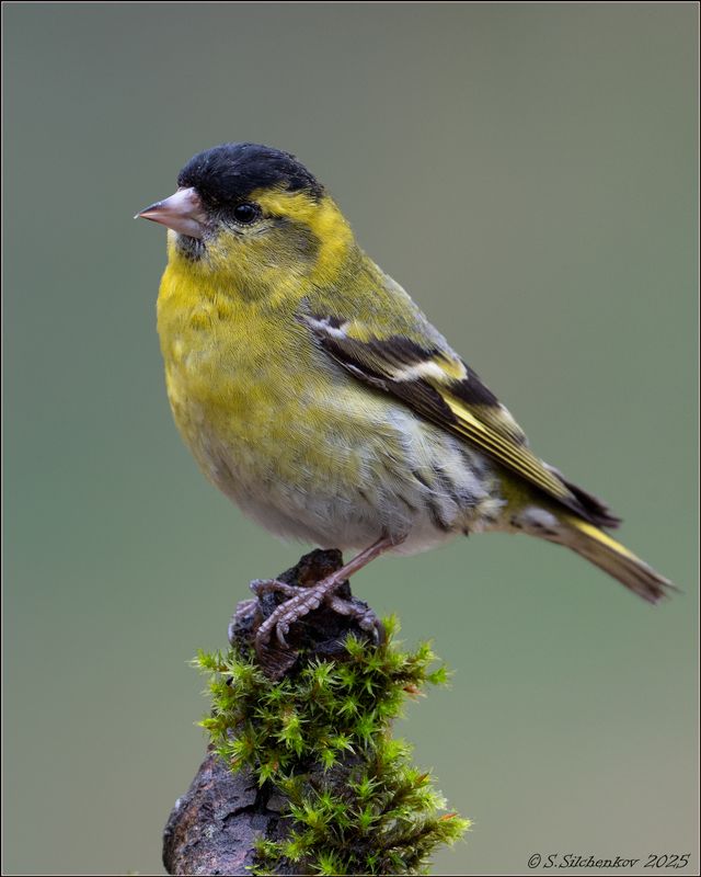 Просто - Чижикphoto preview