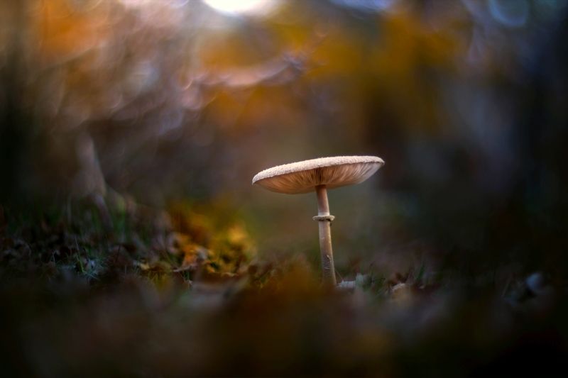 mushroom,dark,light,bokeh,nature, Lightphoto preview