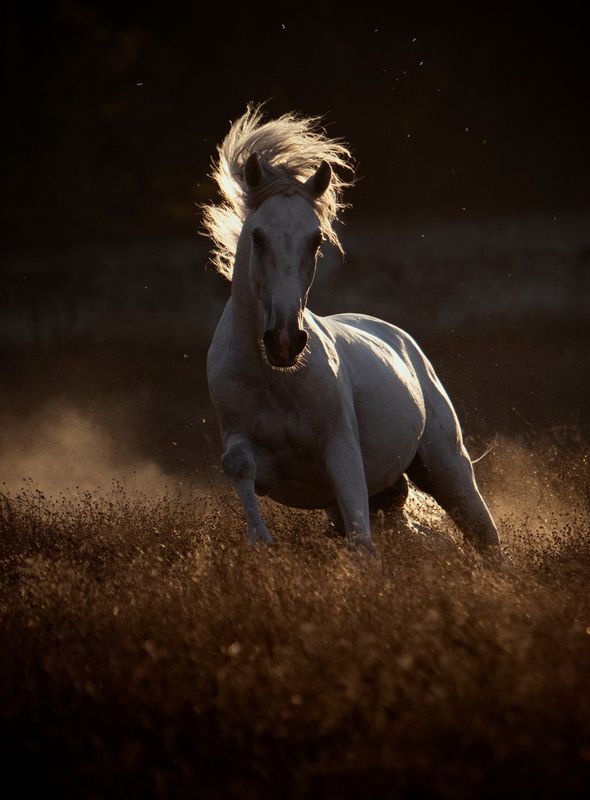 photography,wild,horse,equine,lusitano,backlight,motion,action,animal,outdoor,natural,light Gin фото превью