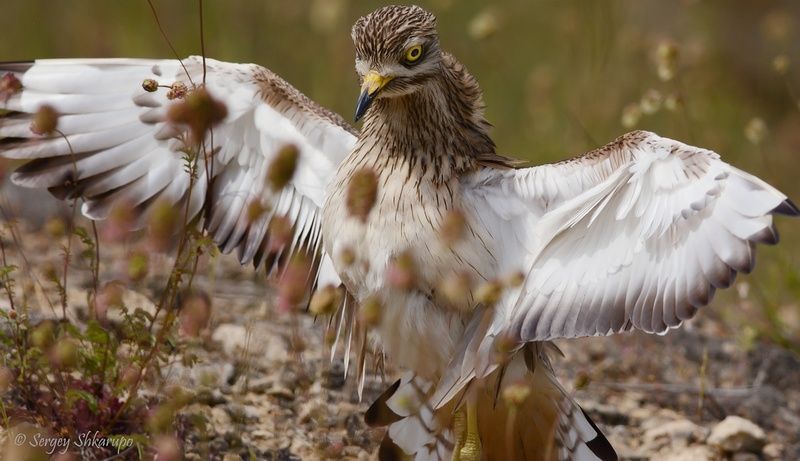 Авдотка Сердитая авдоткаphoto preview