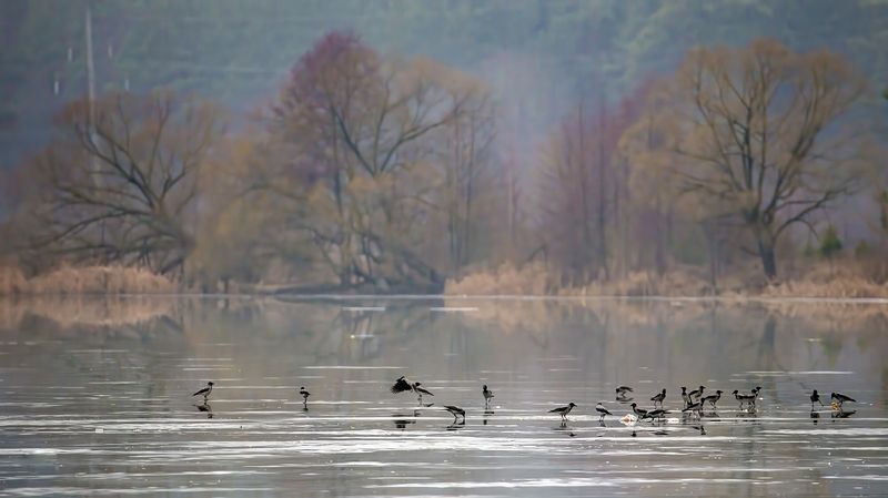 Пейзаж с воронамиphoto preview