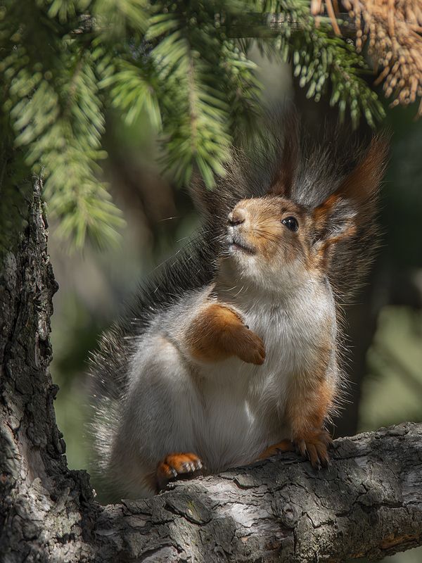 Выбражуляphoto preview