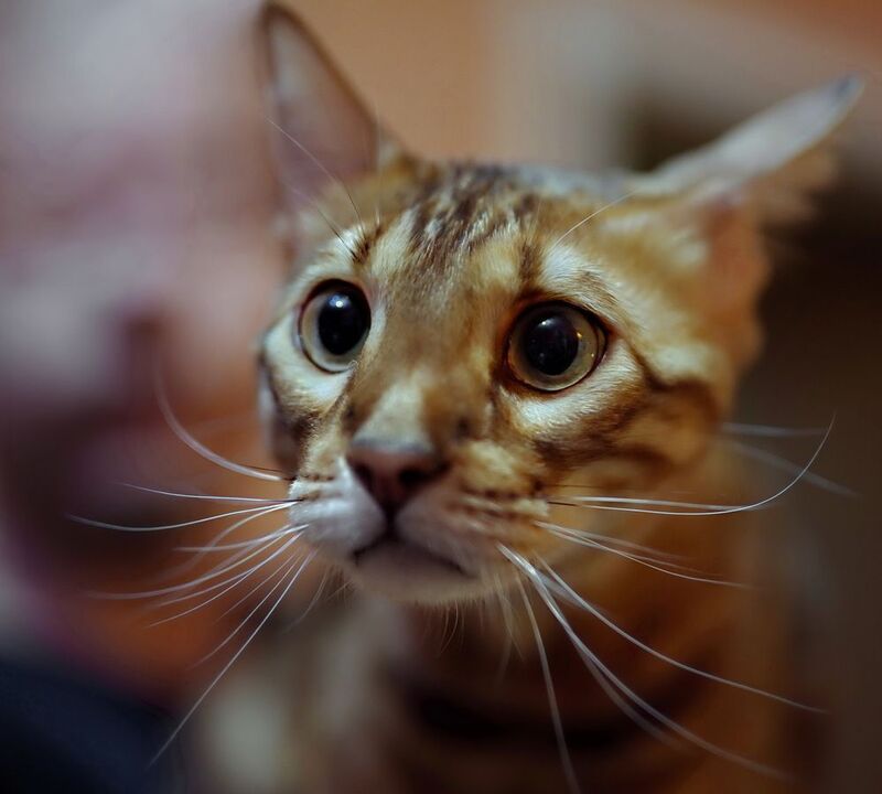 Кто виноват и что делать?photo preview