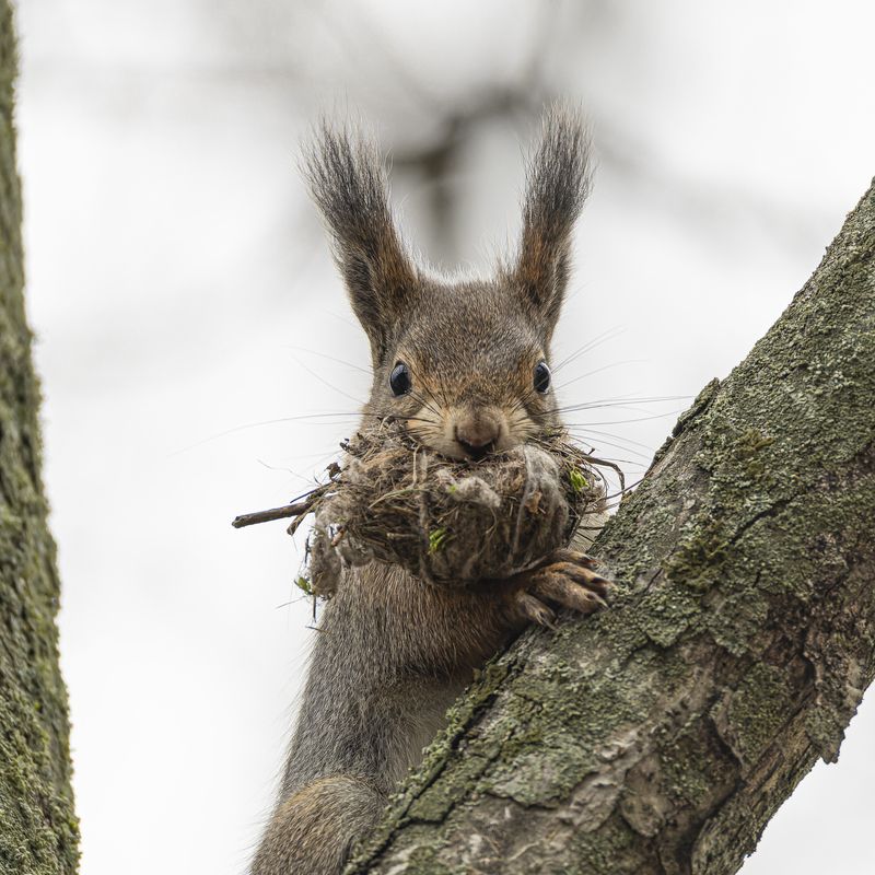 белка, белочка, новоселье, переезд Всё, решено! Переезжаю!photo preview