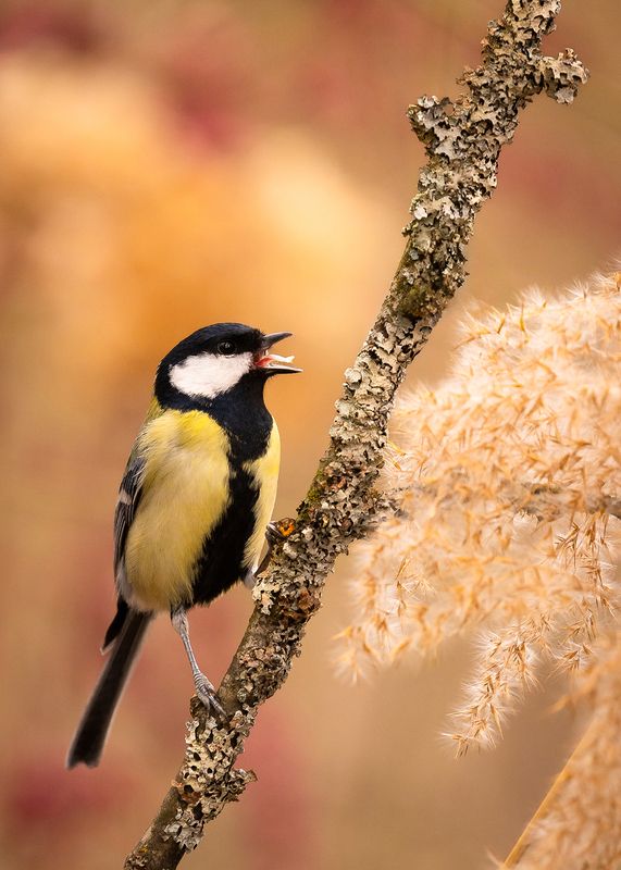 Titmousephoto preview