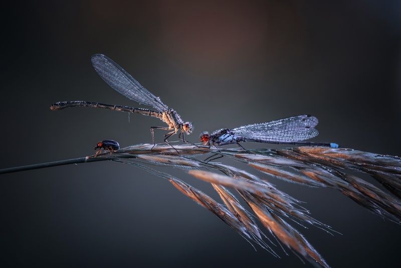 Третий лишнийphoto preview