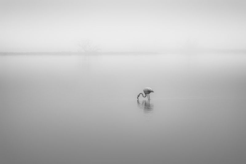 Daylight Dreamerphoto preview