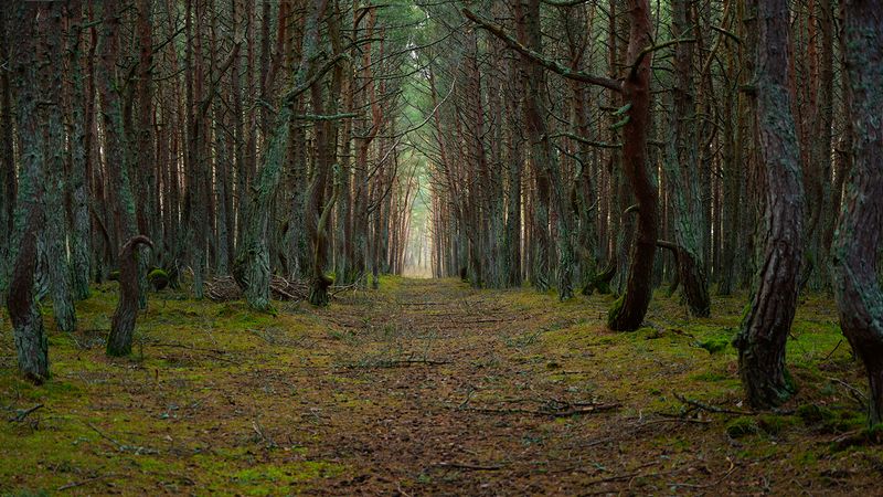 калининград, куршская_коса, лес Хвойный лес на Куршской косеphoto preview