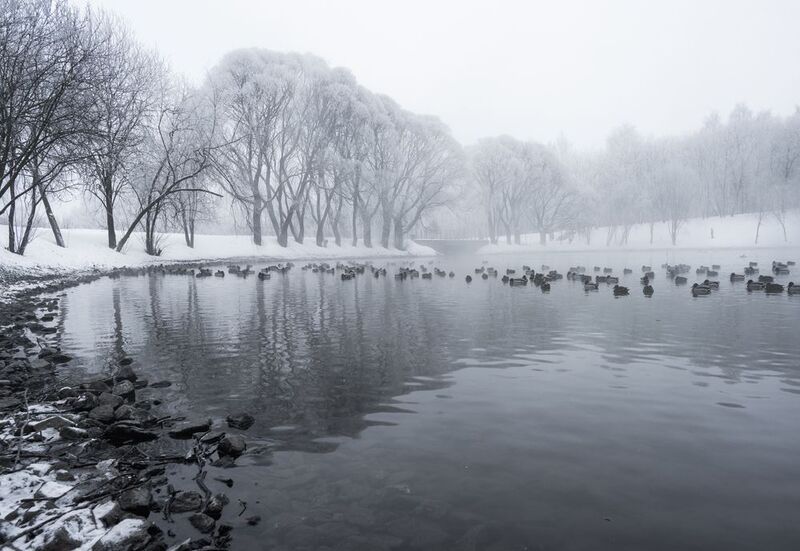 Монохромное утро в паркеphoto preview