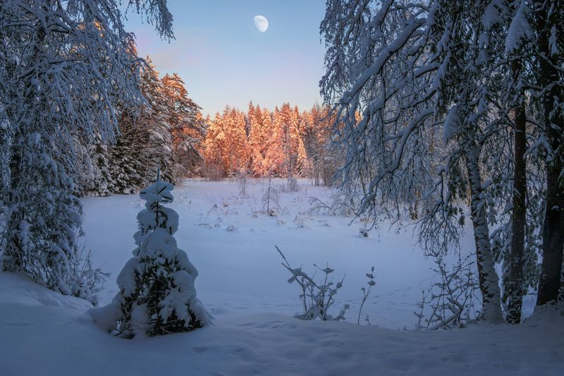 зима, лес, река, закат, солнце, снег, сугроб, елка, тишина, луна Короткий зимний день фото превью