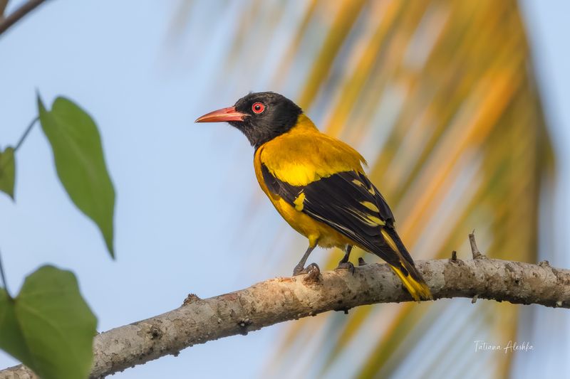 Черноголовая иволга (Black-hooded Oriole)photo preview
