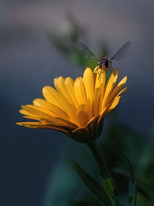 муха, журчалка, макро Жжжурчалкаphoto preview