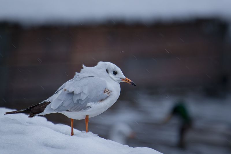 чайка, птица, калининград, озерная чайка, bird, seagull Зимнее утро фото превью