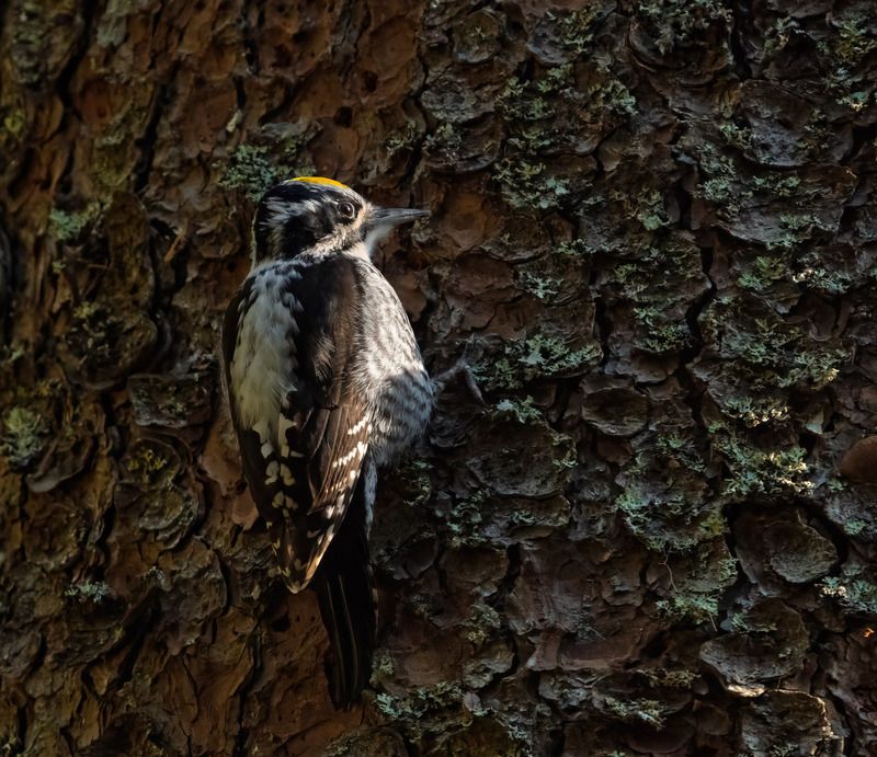 желтоголовый дятел, трёхпалый дятел Трёхпалый дятел фото превью