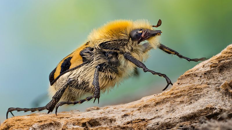 trichius fasciatus Trichius fasciatus фото превью