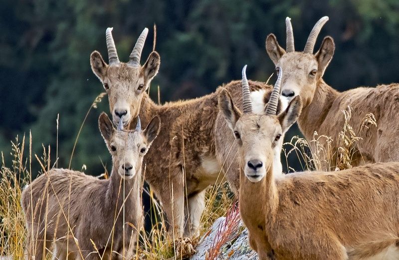 Горные козлы в Алма-Арасан, Казахстанphoto preview