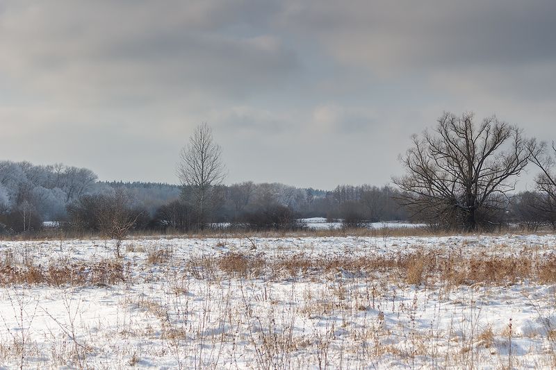 лес, деревья, зима, иней, природа photo preview