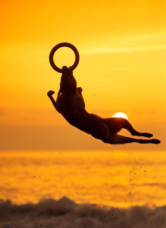 Photography,frisbee,dog,pets,malinois,sunset,beach,outdoor,motion,disc,sunlight Negan фото превью