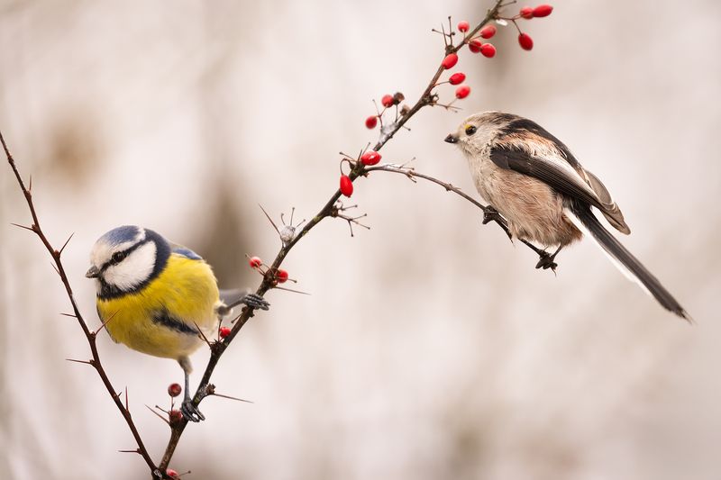 Titmouse and Long-tailed Tiphoto preview